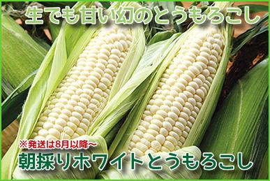 【産直】朝採ホワイトとうもろこし8本