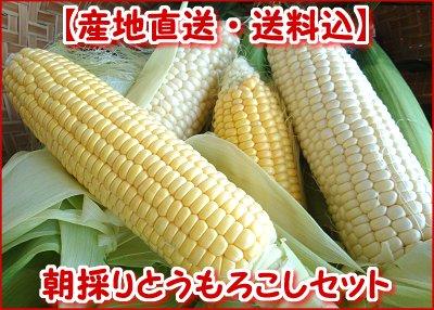 【産直】朝採とうもろこしセット