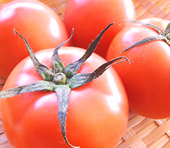 トマトは北海道産がおすすめ！